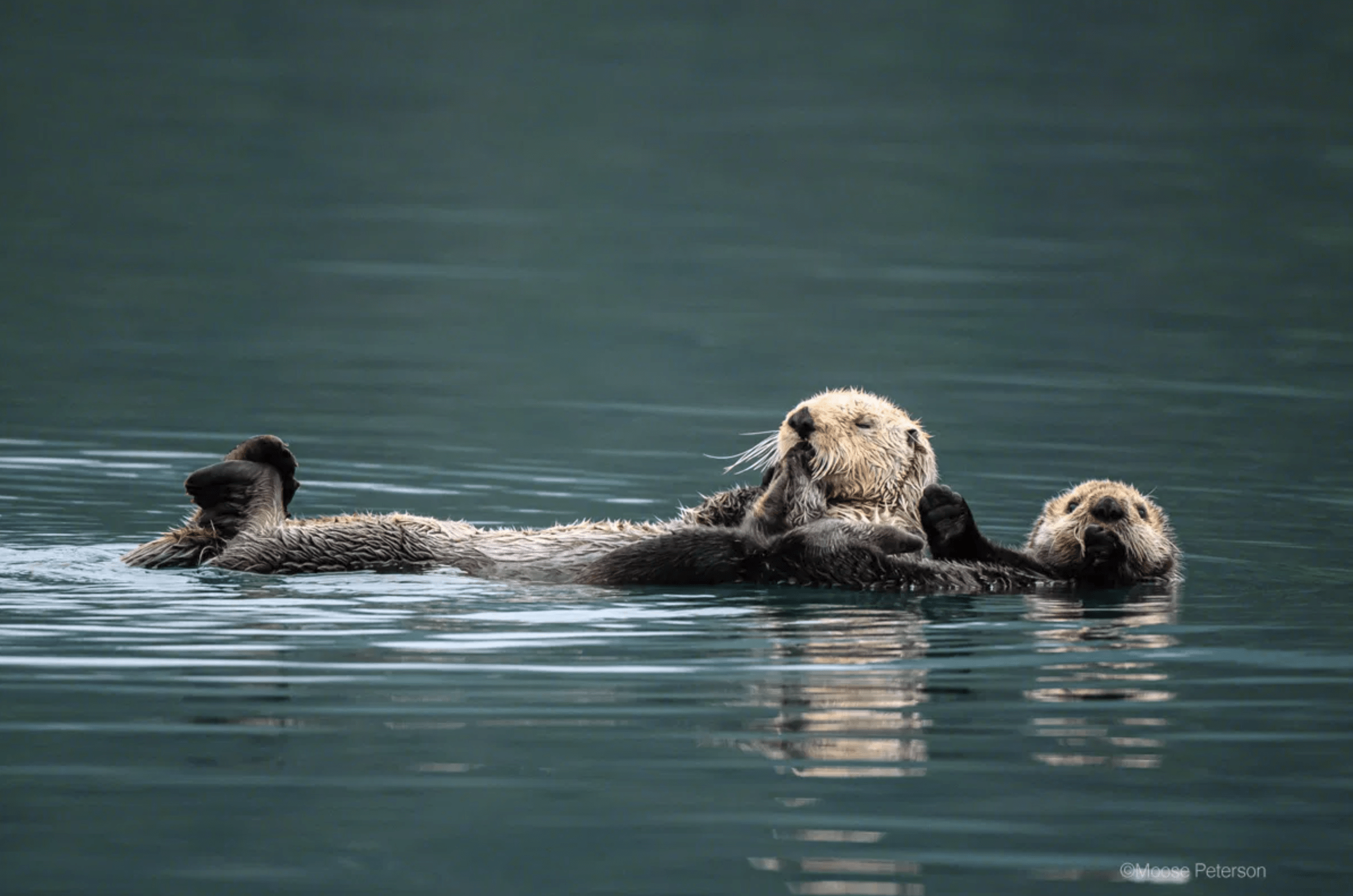 Dos nutrias en su habitat. Moose Peterson, 
